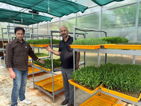 Hydroponics Fodder
