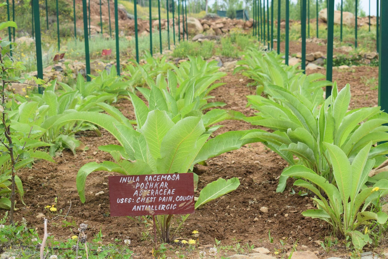 MAP Germplasm bank at Faculty of Forestry, SKUAST-K