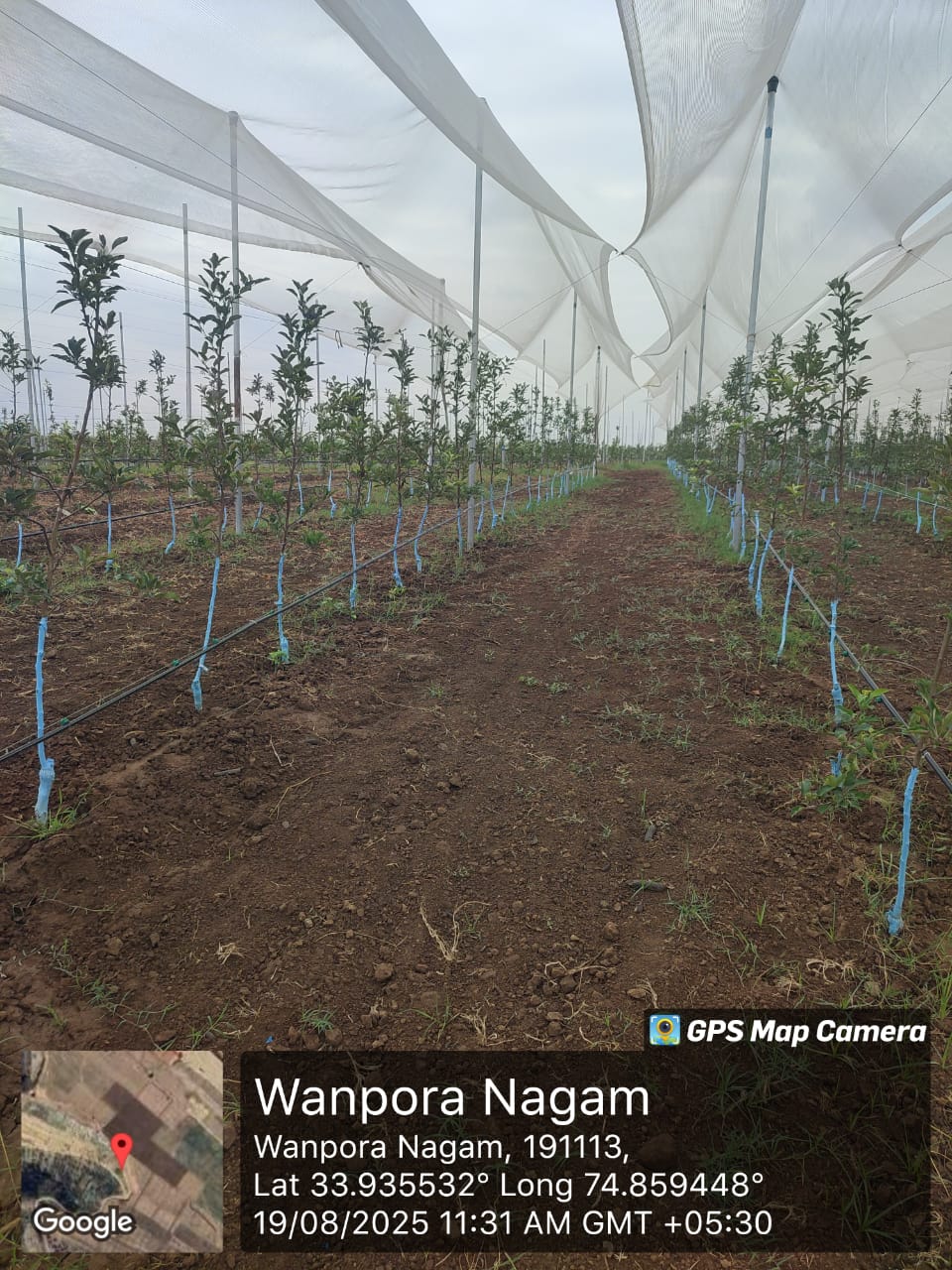 Establishment of model cluster orchards