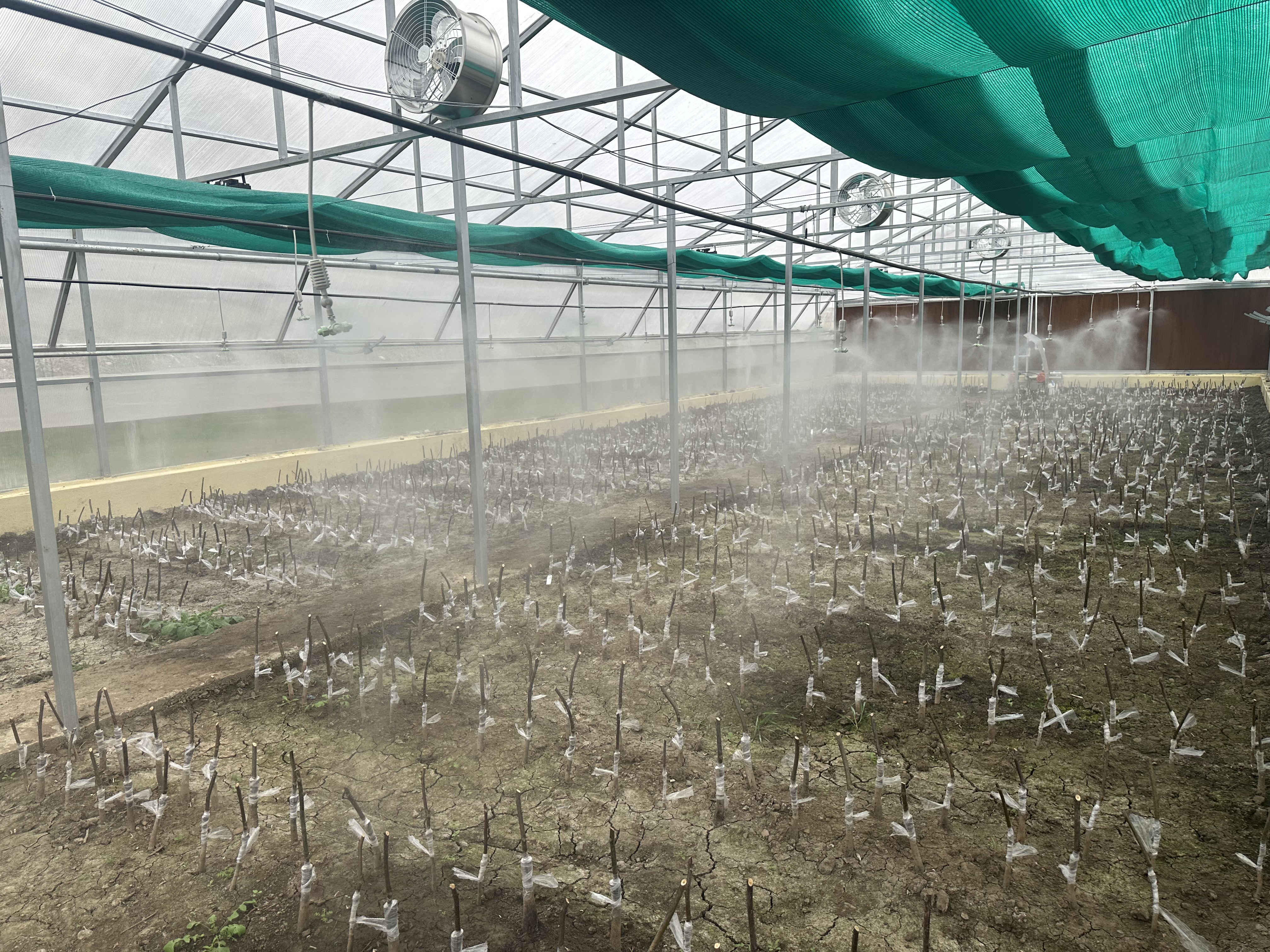 Establishment of Plant Propagation unit (Nursery)  