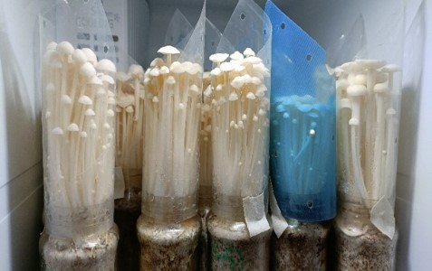   Introduction & promotion of new  high  yielding strains.