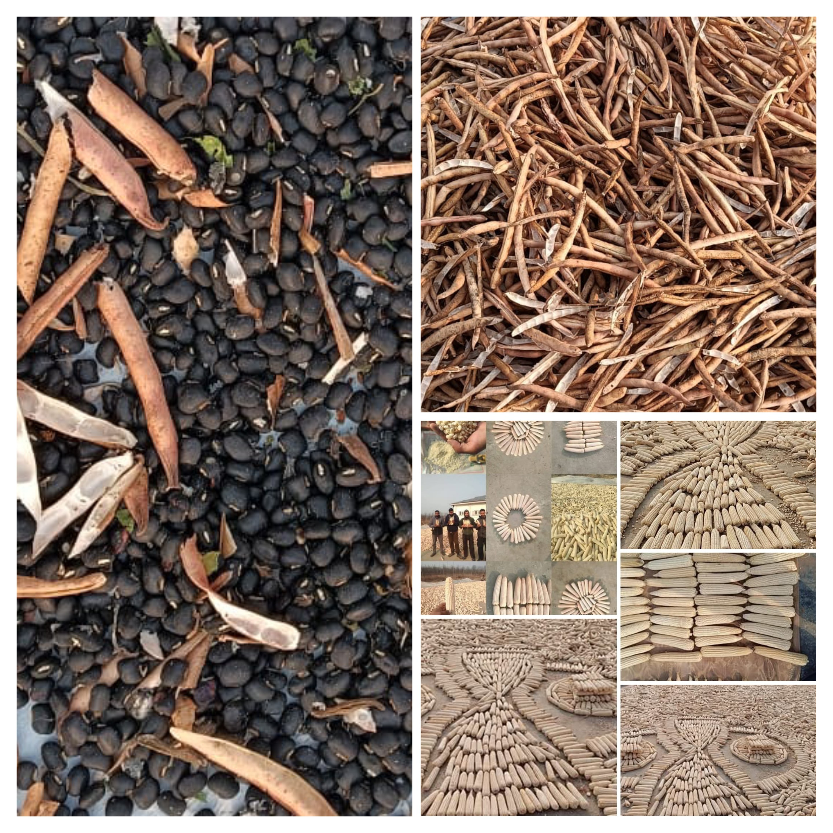 Seed Production of climate resilient crop varieties