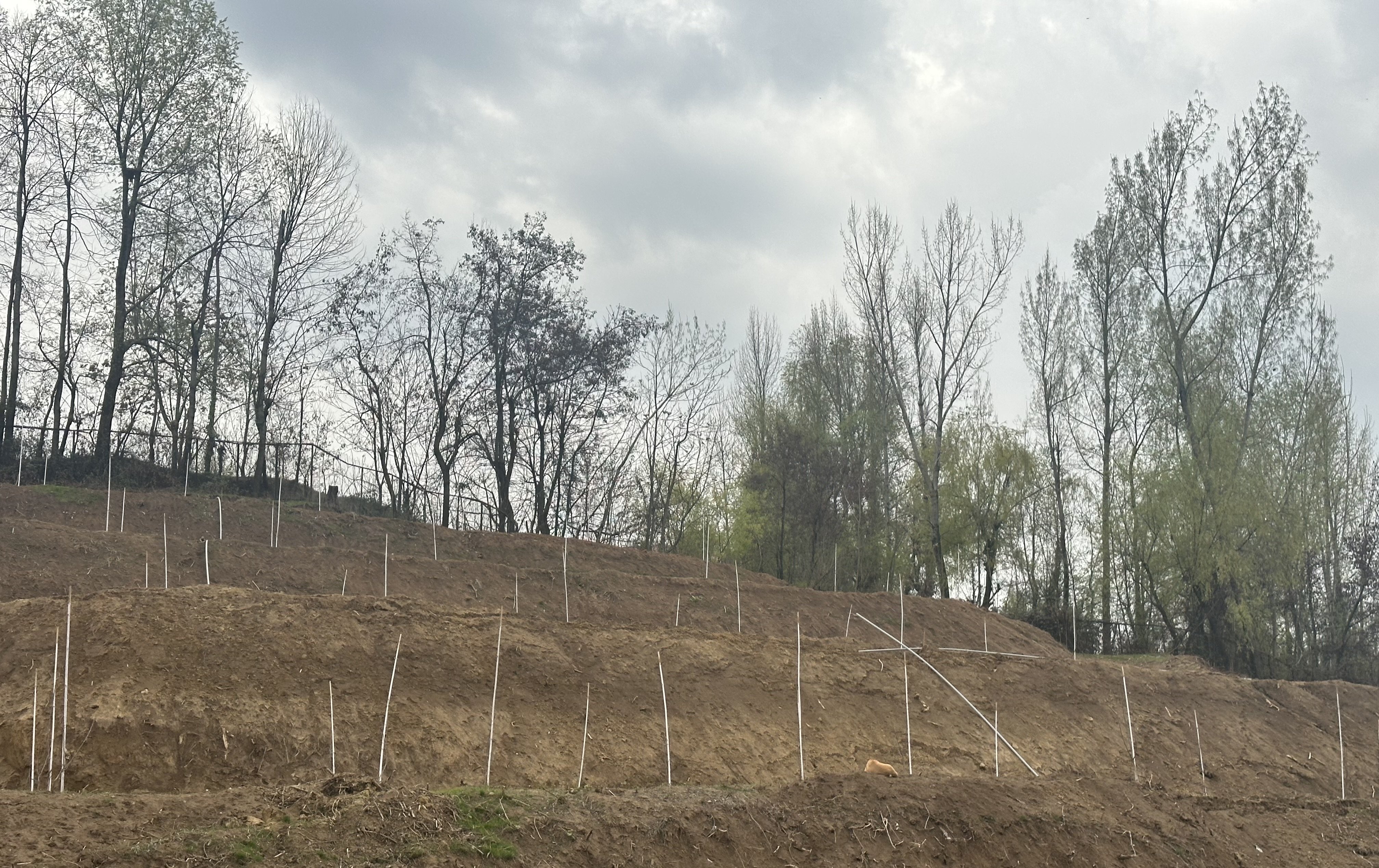Mother Orchard of Walnut at SKUAST-K, Shalimar
