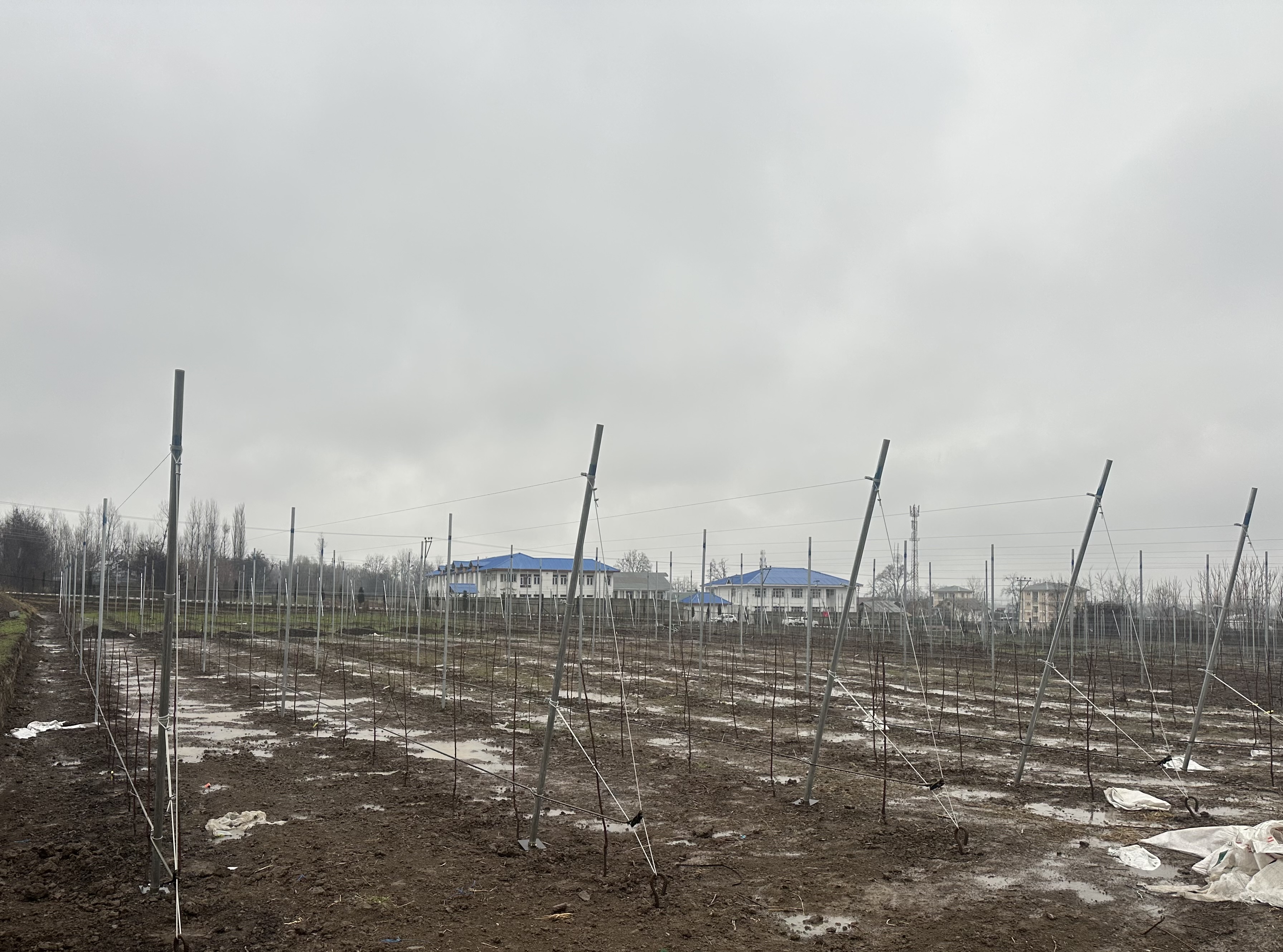 Mother Orchard of Cherry at KVK, Ganderbal 
