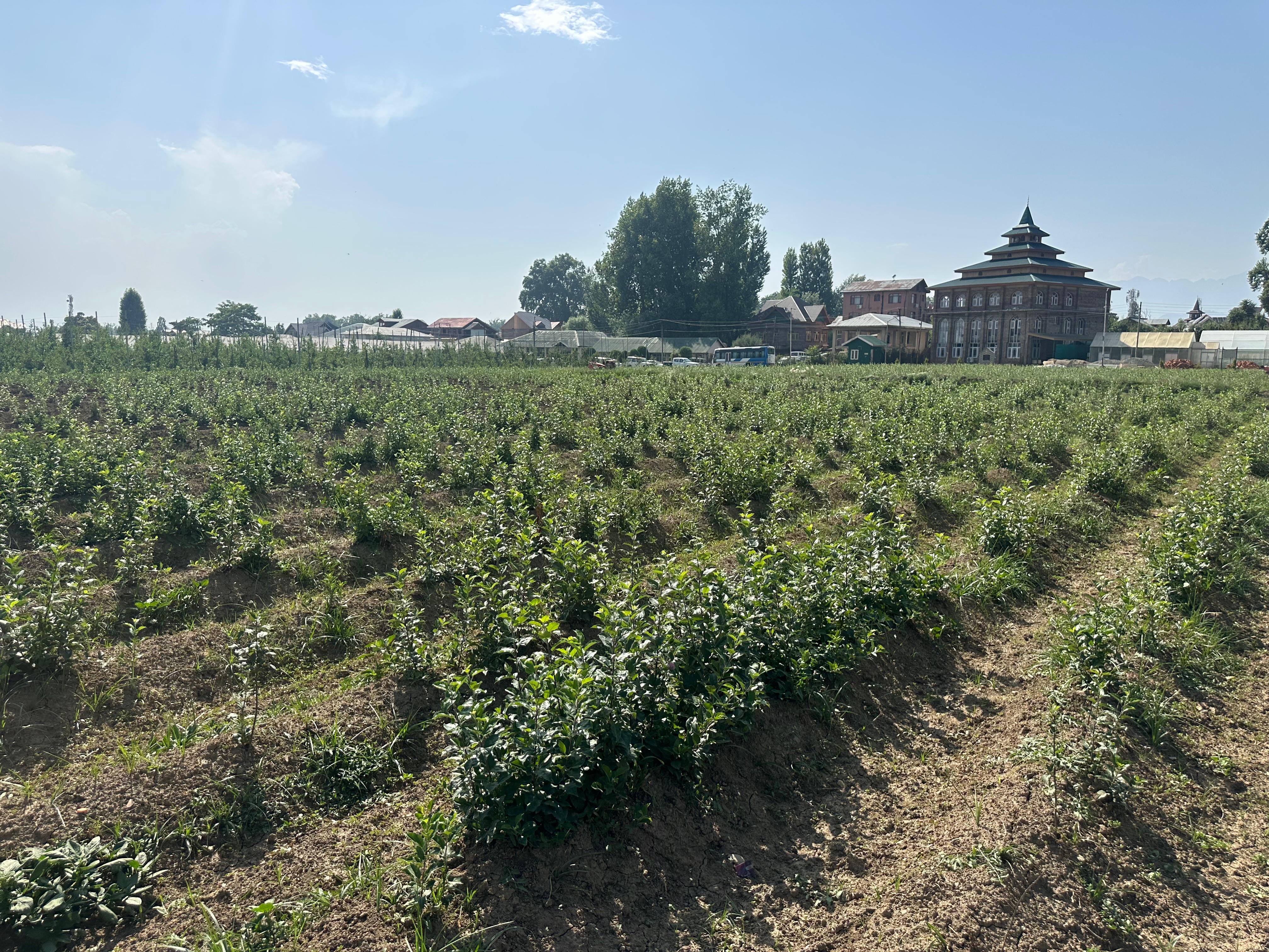 Rootstock Bank at SKUAST-K, Shalimar